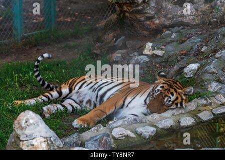 Sibirische Tiger (Panthera tigris altaica), auch bekannt als die Amur tiger liegt in heissen Sommertag Stockfoto