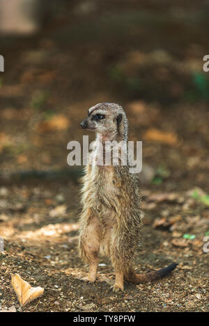 Erdmännchen ist ein kleines carnivoran vom mongoose Familie, Leben in Botswana, Namibia und südwestlichen Angola und in Südafrika. Stockfoto