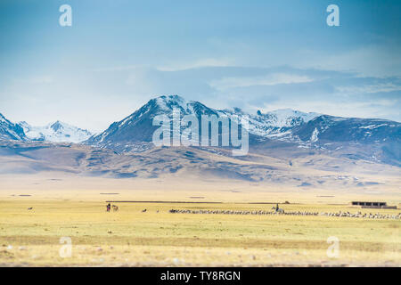 Hirten weiden auf der Bayinbrook Prairie im frühen Frühling, unter den riesigen Snowy Mountains Stockfoto