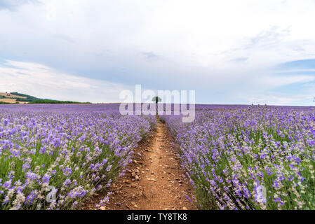 Lavendel Blume blühende Felder in endlosen Reihen. Stockfoto