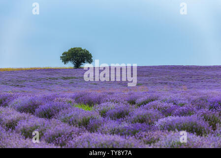 Lavendel Blumen blühen Feld und ein einsamer Baum bergauf an heissen Sommertag