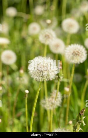 Weißen flauschigen Löwenzahn Blumen auf der grünen Wiese. Stockfoto