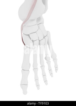 3D-gerenderte medizinisch genauen Abbildung des Tibialis Anterior Sehne Stockfoto
