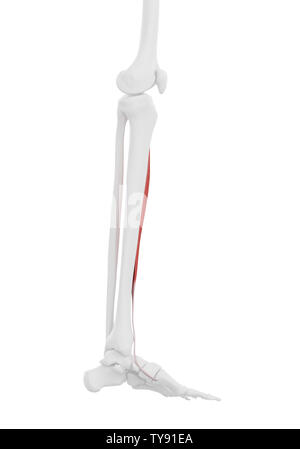 3D-gerenderte medizinisch genauen Abbildung des Tibialis Anterior Stockfoto