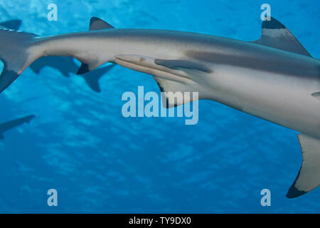 Ein Blick auf die Paarung auf einer männlichen Schwarzspitzen Riffhai, Carcharhinus melanopterus, Yap in Mikronesien. Stockfoto