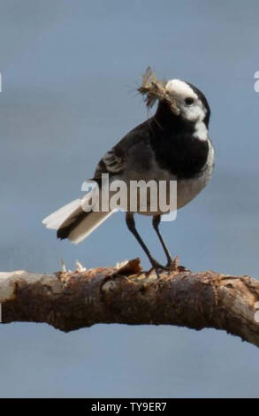 Pied Wagtail mit Essen auf Zweig Stockfoto