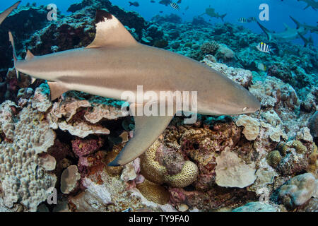 Schwarzspitzen-Riffhaie, Carcharhinus Melanopterus, Yap, Mikronesien. Stockfoto