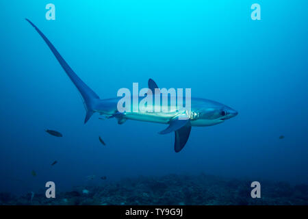 Es gibt drei Arten von Thresher Sharks alle durch die unverkennbar länglichen oberen Lappen der Schwanzflosse geprägt. Dieser, der pelagischen Schw Stockfoto