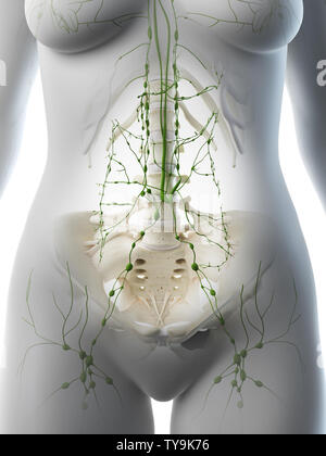 3D-gerenderte Medizinisch genaue Abbildung eines Weibchen abdominalen Lymphknoten Stockfoto
