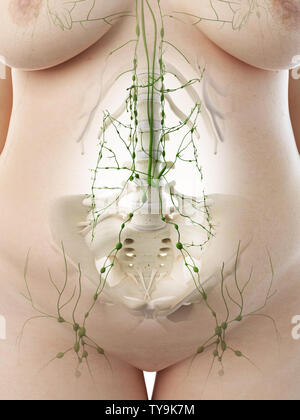 3D-gerenderte Medizinisch genaue Abbildung eines übergewichtigen Frauen abdominalen Lymphknoten Stockfoto
