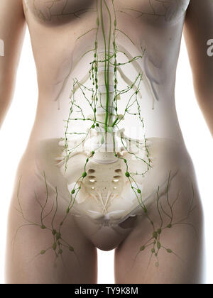 3D-gerenderte Medizinisch genaue Abbildung eines Weibchen abdominalen Lymphknoten Stockfoto