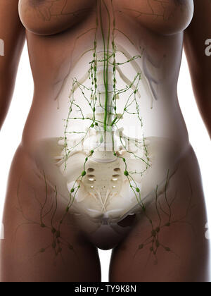 3D-gerenderte Medizinisch genaue Abbildung eines schwarzen Frauen abdominalen Lymphknoten Stockfoto