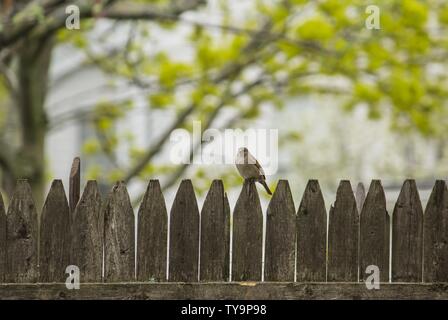 Sperling auf einem Holzzaun mit Bäumen in der thront Hintergrund Stockfoto