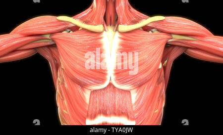 Menschliche Körper Muskeln Anatomie Stockfoto