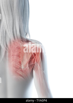 3D-gerenderte Medizinisch genaue Abbildung eines Weibchen Schultermuskeln Stockfoto