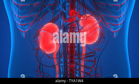 Männliche Nieren und Blase und Harnwege Anatomie Stockfoto