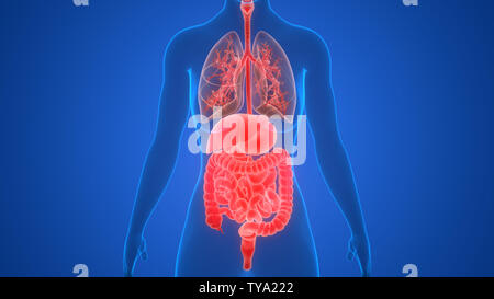 Menschliche innere Organe Anatomie Stockfoto