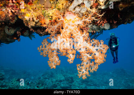 Diver (MR) am Eingang zu einer Höhle mit alcyonarian Coral hängen von der Decke, Tubbataha Riff, Philippinen. Stockfoto