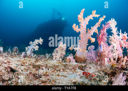 Alcyonarian Coral aufrecht steht auf der Unterseite bei 100 Füße, während Taucher (MR) im Hintergrund das Wrack der Alma Jane aus Sabang Beach, Pu erkunden Stockfoto