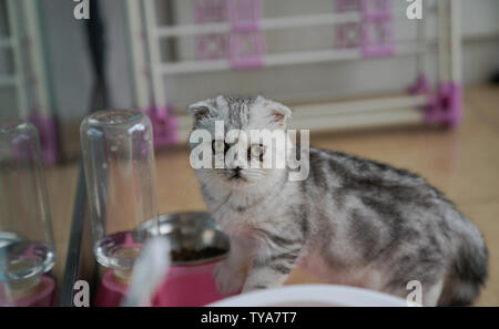 Kätzchen, Ohr - Folding cat. Stockfoto