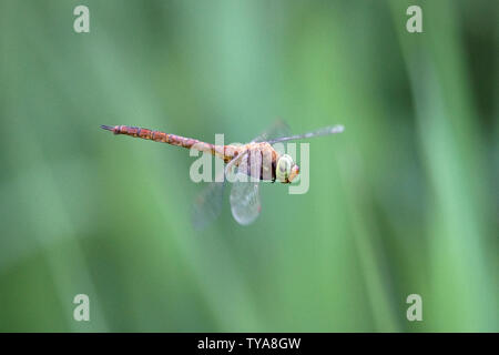 Green-Eyed Hawker (Aeshna drehbar) Stockfoto