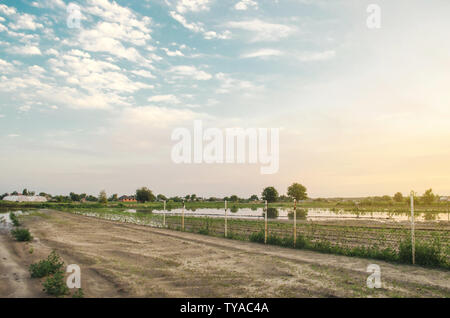 Naturkatastrophen und Ernteverluste Risiken. Überschwemmte Feld Infolge starker Regen. Hochwasser auf der Farm. Agrar- und Landwirtschaft. Ukraine, Kherson Region. Se Stockfoto