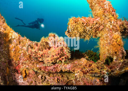 Diver (MR) und ein gut getarnt, commerson's Anglerfisch Antennarius commersoni, thront am Bug des Wracks der Alma Jane aus Sabang Beach, Pue Stockfoto