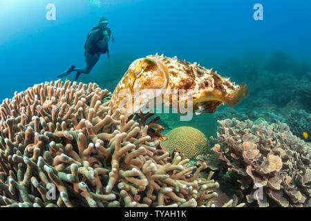 Diese weibliche broadclub Tintenfisch, Sepia latimanus, treibt ein Ei in den Finger Coral, wo es in vier bis sechs Wochen schlüpfen, Philippinen, Asien Stockfoto