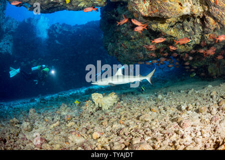 Dieser Tauchplatz an der Kona Küste ist wie ein Hauch von Grau bekannt und ist die Heimat von mehreren juvinile graue Riffhaie, Carcharhinus amblyrhynchos, Kona Coas Stockfoto