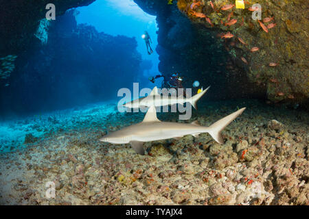 Dieser Tauchplatz an der Kona Küste ist wie ein Hauch von Grau bekannt und ist die Heimat von mehreren juvinile graue Riffhaie, Carcharhinus amblyrhynchos, Kona Coas Stockfoto