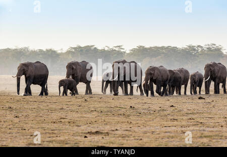 Elefanten auf afrikanischen Grasland. Afrikanische Elefanten, Ostafrika, Kenia, Amboseli Nationalpark Stockfoto