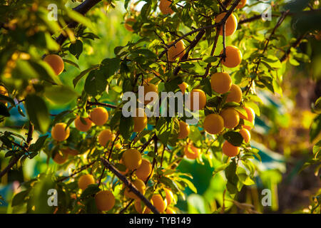 Zweig mit Früchten der gelben Cherry Plum (Prunus cerasifera) Stockfoto