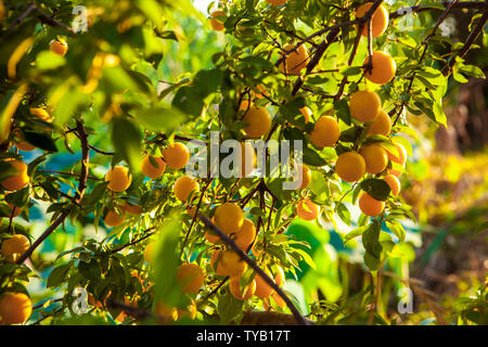 Zweig mit Früchten der gelben Cherry Plum (Prunus cerasifera) Stockfoto