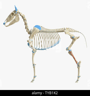 3D-gerenderte Medizinisch genaue Abbildung der Equine Muskel Anatomie - Peroneus Tertius Stockfoto