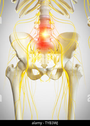 3D-gerenderte Medizinisch genaue Abbildung der pelvinen Nerven Stockfoto