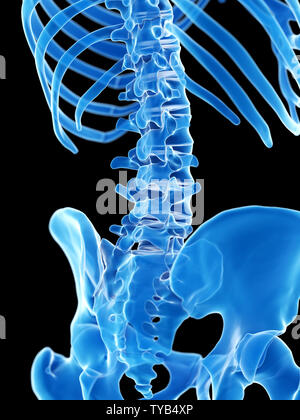 3D-gerenderte Medizinisch genaue Abbildung der Lendenwirbelsäule Stockfoto