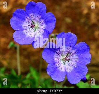 Nahaufnahme von zwei Blüten von Geranium Rozanne nach Regenfällen. Stockfoto