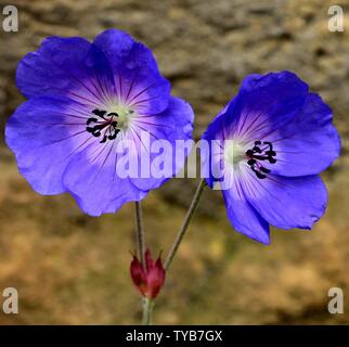 Nahaufnahme von zwei Blüten von Geranium Rozanne nach Regenfällen. Stockfoto