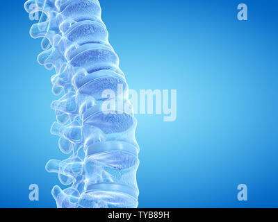 3D-gerenderte Medizinisch genaue Abbildung der menschlichen Wirbelsäule Stockfoto
