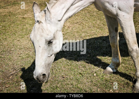 Ein altes weißes Pferd Schürfwunden auf einer Wiese im frühen Frühling. Stockfoto