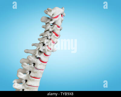 3D-gerenderte Medizinisch genaue Abbildung der menschlichen Wirbelsäule Stockfoto