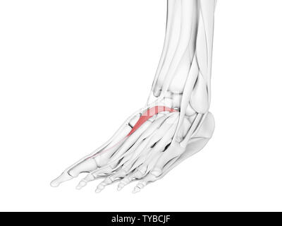 3D-gerenderte Medizinisch genaue Abbildung der extensor hallucis Brevis Stockfoto