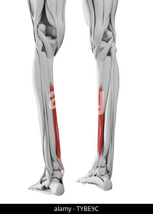 3D-gerenderte Medizinisch genaue Abbildung der flexor digitorum Longus Stockfoto