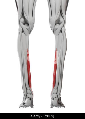 3D-gerenderte Medizinisch genaue Abbildung der flexor digitorum Longus Stockfoto