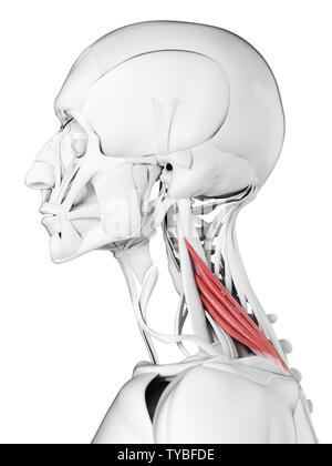 3D-gerenderte Medizinisch genaue Abbildung der levator scapularis Stockfoto