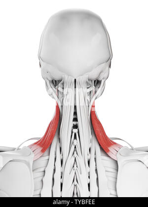 3D-gerenderte Medizinisch genaue Abbildung der levator scapularis Stockfoto