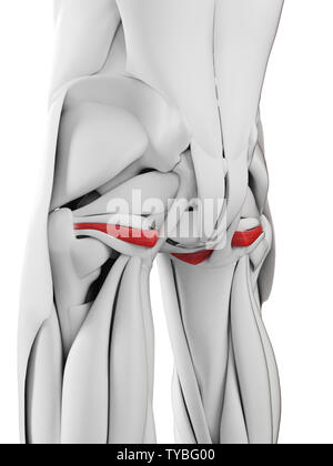 3D-gerenderte medizinisch genauen Abbildung des obturator internus Stockfoto