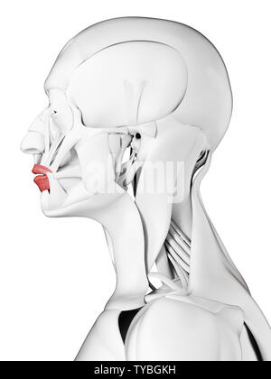 3D-gerenderte Medizinisch genaue Abbildung der orbicularis Oris Stockfoto