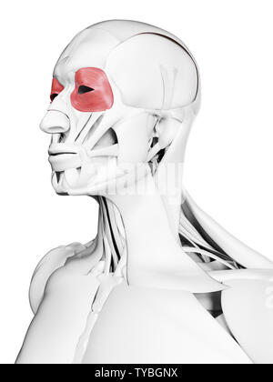 3D-gerenderte Medizinisch genaue Abbildung der orbicularis occuli Stockfoto