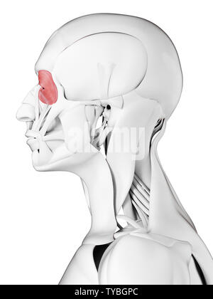 3D-gerenderte Medizinisch genaue Abbildung der orbicularis occuli Stockfoto